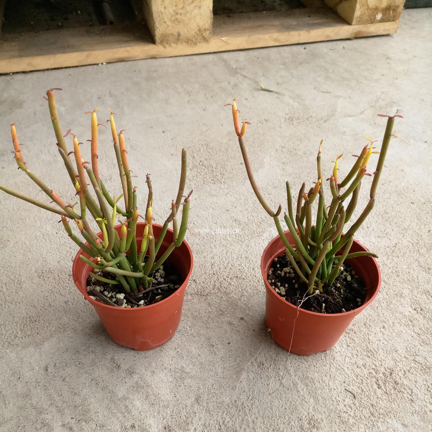 彩虹光棍树