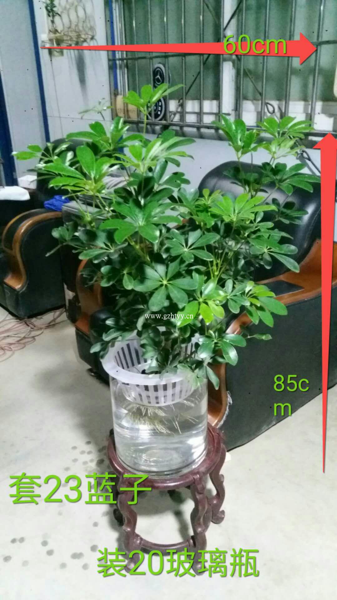 水培鸭脚木(不含盆)