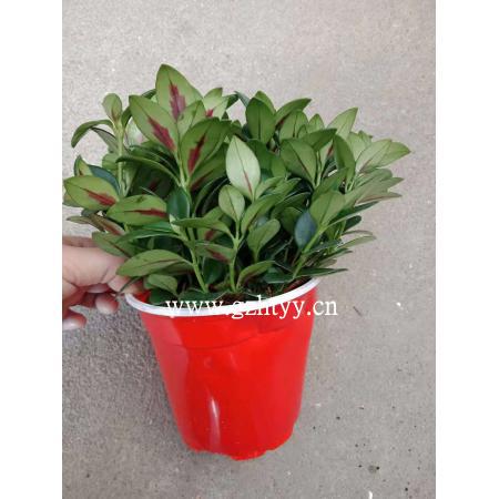 金鱼花